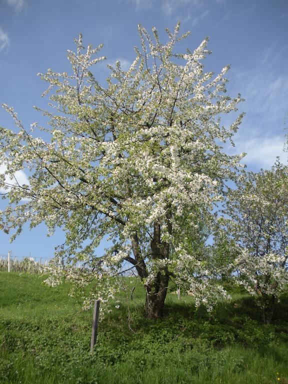 Haus Margit Lejlighed Kössen Eksteriør billede